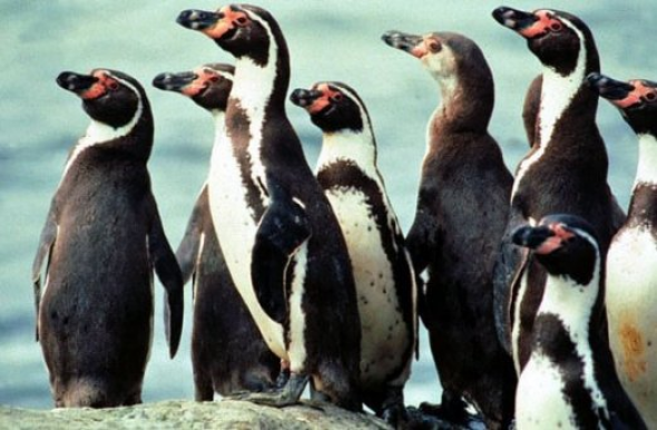 Δίνουν αντικαταθλιπτικά σε πιγκουίνους - Φωτογραφία 1