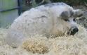 Δείτε ένα σπάνιο γουρουνοπρόβατο - Φωτογραφία 3