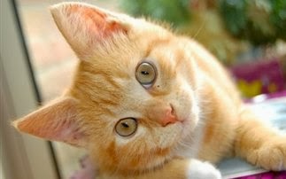 Στα μάτια της γάτα σας είστε κι εσείς μια γάτα - Φωτογραφία 1