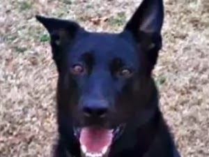 Aστυνομικός σκύλος απολύθηκε, λόγω υπερβολικής τεμπελιάς! - Φωτογραφία 1