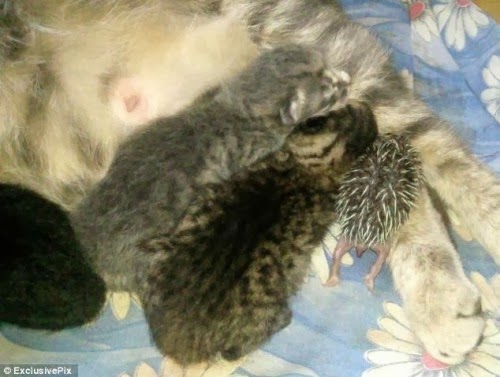 Γάτα φροντίζει αδύναμο και ανυπεράσπιστο… σκαντζόχοιρο! - Φωτογραφία 3