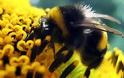 Οι μέλισσες μπορούν να κατακτήσουν το… Έβερεστ