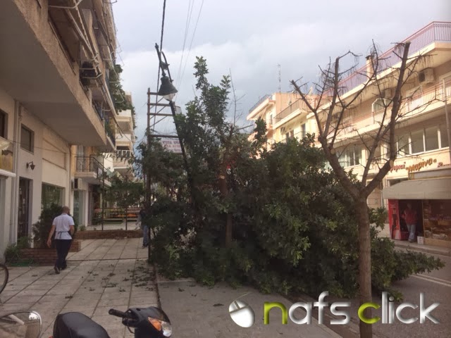 ΠΡΙΝ ΛΙΓΟ: Φορτηγό παρέσυρε δένδρο στη Ναύπακτο - Φωτογραφία 2
