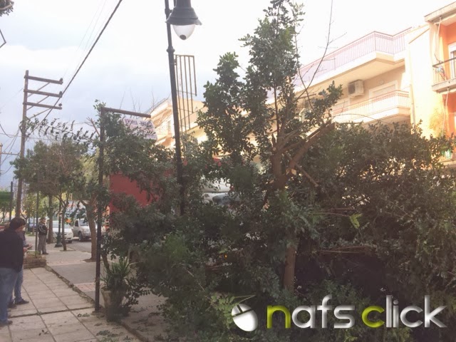 ΠΡΙΝ ΛΙΓΟ: Φορτηγό παρέσυρε δένδρο στη Ναύπακτο - Φωτογραφία 3