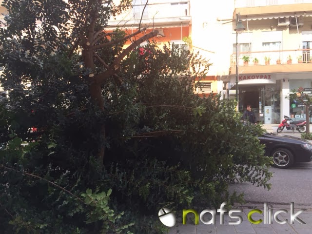 ΠΡΙΝ ΛΙΓΟ: Φορτηγό παρέσυρε δένδρο στη Ναύπακτο - Φωτογραφία 4