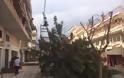 ΠΡΙΝ ΛΙΓΟ: Φορτηγό παρέσυρε δένδρο στη Ναύπακτο - Φωτογραφία 2