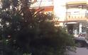 ΠΡΙΝ ΛΙΓΟ: Φορτηγό παρέσυρε δένδρο στη Ναύπακτο - Φωτογραφία 4