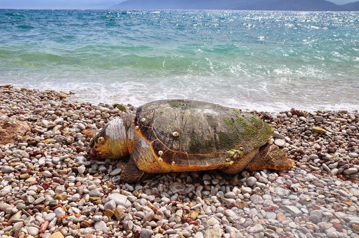Πρέβεζα: Μια ακόμη νεκρή χελώνα Καρέτα-Καρέτα, εντοπίστηκε στην παραλία του Μονολιθίου! - Φωτογραφία 1