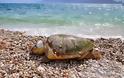 Πρέβεζα: Μια ακόμη νεκρή χελώνα Καρέτα-Καρέτα, εντοπίστηκε στην παραλία του Μονολιθίου!