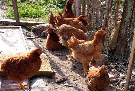 Αιτωλοακαρνανία: Εξαρθρώθηκε σπείρα ζωοκλεφτών - Έκλεβαν κότες και κουνέλια και τα πουλούσαν σε κρεοπωλεία! - Φωτογραφία 1
