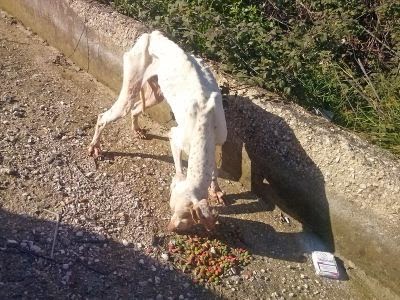 Εθελοντές έσωσαν σκελετωμένο σκυλάκι [video] - Φωτογραφία 1