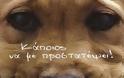 Aσυνείδητος σκοτώνει ζώα στην Φορτέτσα - Νεκρά έξι σκυλιά και δύο γάτες σε ένα 24ωρο