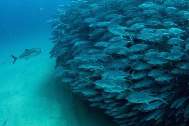 Μαγευτικές εικόνες ενός τυφώνα από ψάρια [Photos] - Φωτογραφία 2