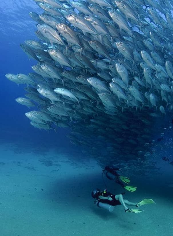 Μαγευτικές εικόνες ενός τυφώνα από ψάρια [Photos] - Φωτογραφία 3