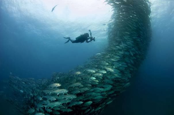 Μαγευτικές εικόνες ενός τυφώνα από ψάρια [Photos] - Φωτογραφία 6