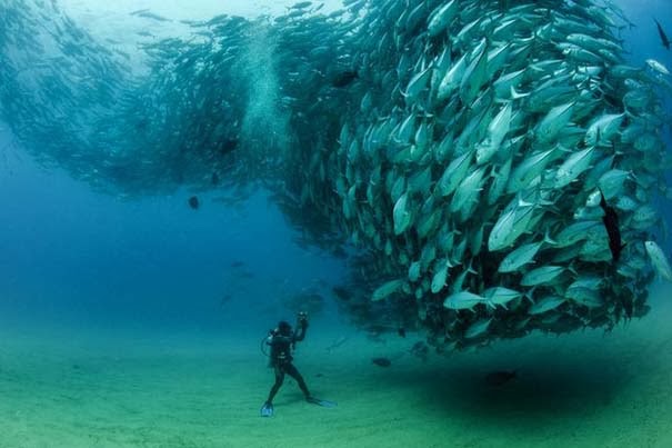 Μαγευτικές εικόνες ενός τυφώνα από ψάρια [Photos] - Φωτογραφία 7