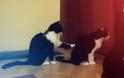 'Όταν μια γάτα προσπαθεί να ζητήσει συγγνώμη και δεν βρίσκει ανταπόκριση… [video]