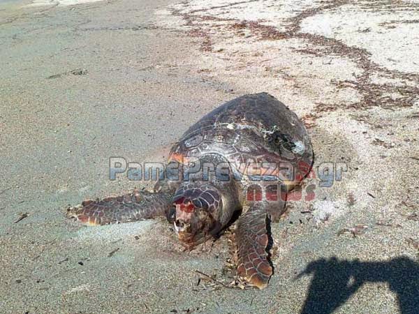 Σαπίζει εδώ και πέντε μέρες η νεκρή χελώνα στο Μονολίθι στην Πρέβεζα - Φωτογραφία 3