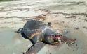 Σαπίζει εδώ και πέντε μέρες η νεκρή χελώνα στο Μονολίθι στην Πρέβεζα
