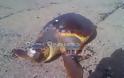 Σαπίζει εδώ και πέντε μέρες η νεκρή χελώνα στο Μονολίθι στην Πρέβεζα - Φωτογραφία 2
