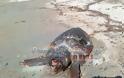Σαπίζει εδώ και πέντε μέρες η νεκρή χελώνα στο Μονολίθι στην Πρέβεζα - Φωτογραφία 3