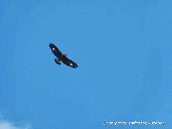 Το ζώο της εβδομάδας: Χρυσαετός (Aquila chrysaetos) - Φωτογραφία 2