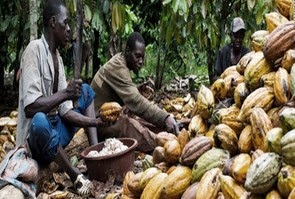 Οι σκλάβοι της σοκολάτας στην Αφρική: Η πικρή αλήθεια πίσω από το αγαπημένο μας γλύκισμα - Φωτογραφία 1