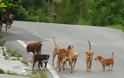 Πρόβλημα με σκυλιά σε δρόμο της Ξάνθης, σύμφωνα με αναγνώστη