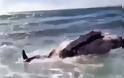 Καρχαρίες επιτίθενται σε φάλαινα (video)