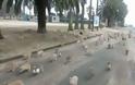 Εκατοντάδες πεινασμένα κουνέλια καταδιώκουν τουρίστρια [video]
