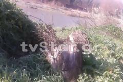 SOS: Κόβουν τα δένδρα του Σπερχειού [Video - Photos]
