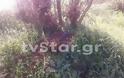 SOS: Κόβουν τα δένδρα του Σπερχειού [Video - Photos] - Φωτογραφία 2