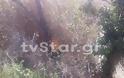 SOS: Κόβουν τα δένδρα του Σπερχειού [Video - Photos] - Φωτογραφία 4