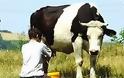 Στέρεψε η ελληνική αγελάδα και το 2013 - Φωτογραφία 1