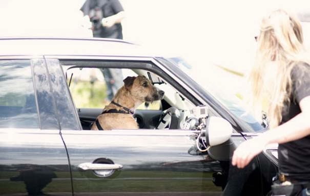 Σχολή οδηγών για σκύλους! - Φωτογραφία 3