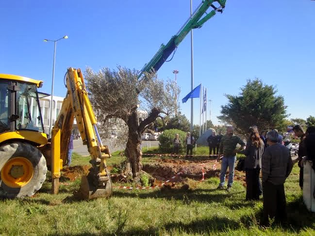 Μια υπεραιωνόβια ελιά καλωσορίζει τους επισκέπτες στο αεροδρόμιο Ηρακλείου - Φωτογραφία 2