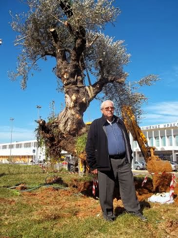 Μια υπεραιωνόβια ελιά καλωσορίζει τους επισκέπτες στο αεροδρόμιο Ηρακλείου - Φωτογραφία 3