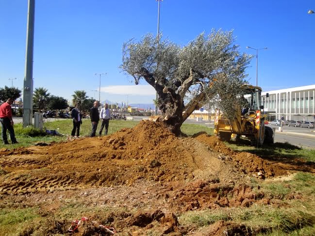 Μια υπεραιωνόβια ελιά καλωσορίζει τους επισκέπτες στο αεροδρόμιο Ηρακλείου - Φωτογραφία 4