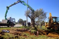 Μια υπεραιωνόβια ελιά καλωσορίζει τους επισκέπτες στο αεροδρόμιο Ηρακλείου