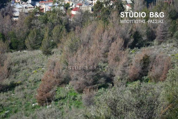 Αφανίζεται το δασύλλιο του προφήτη Ηλία στο Ναύπλιο - Φωτογραφία 2