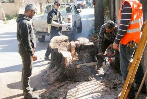 Μυτιλήνη: εντολή καταρατόμησης ενός ιστορικού δέντρου - Φωτογραφία 1