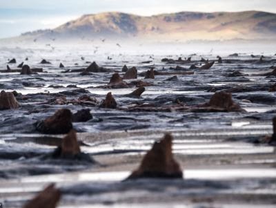 Προϊστορικό δάσος ηλικίας 5000 ετών ξεπρόβαλε από την άμμο – Απόκοσμες φωτογραφίες - Φωτογραφία 1