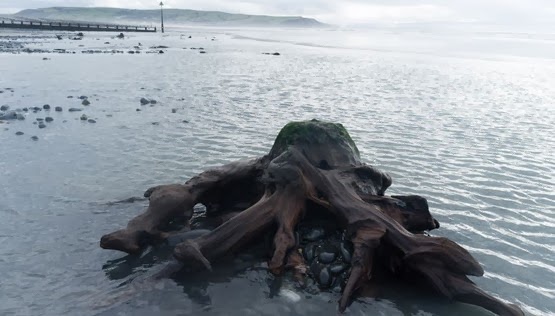 Προϊστορικό δάσος ηλικίας 5000 ετών ξεπρόβαλε από την άμμο – Απόκοσμες φωτογραφίες - Φωτογραφία 4