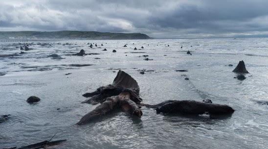Προϊστορικό δάσος ηλικίας 5000 ετών ξεπρόβαλε από την άμμο – Απόκοσμες φωτογραφίες - Φωτογραφία 5