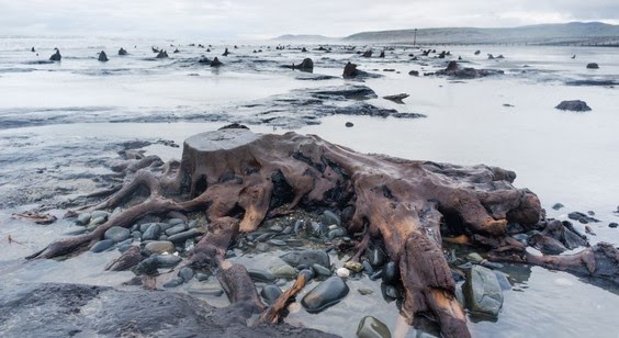 Προϊστορικό δάσος ηλικίας 5000 ετών ξεπρόβαλε από την άμμο – Απόκοσμες φωτογραφίες - Φωτογραφία 7