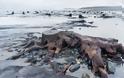 Προϊστορικό δάσος ηλικίας 5000 ετών ξεπρόβαλε από την άμμο – Απόκοσμες φωτογραφίες - Φωτογραφία 7