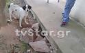 Δείτε την συγκλονιστική προσπάθεια σκυλίτσας να σώσει τα κουτάβια της. Τα είχε θάψει ζωντανά ένας άνθρωπος [Videos]