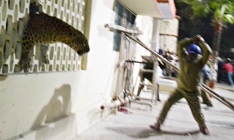 Λεοπάρδαλη σπέρνει τον τρόμο στην Ινδία - Φωτογραφία 2