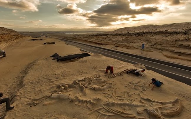 Χιλή: Νεκροταφείο φαλαινών δίπλα σε αυτοκινητόδρομο [Photos] - Φωτογραφία 3