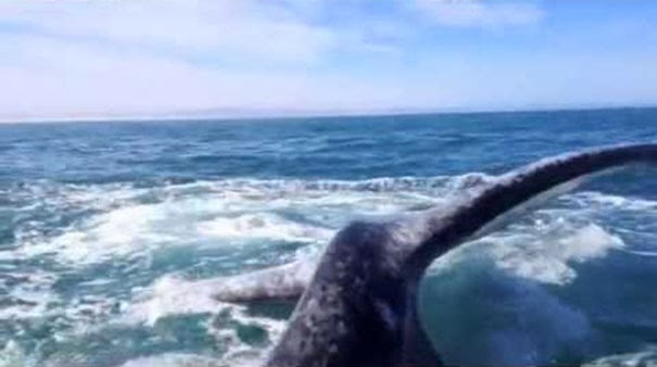 Έφαγε σφαλιάρα από φάλαινα! [video] - Φωτογραφία 1